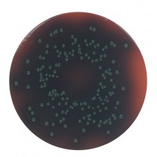 AGAR SELETIVO P/ PALCAM SEG. VAN NETTEN MERCK EMB 500GR