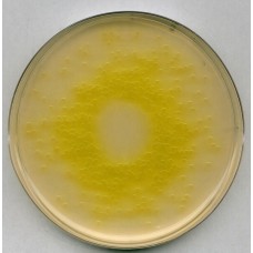 AGAR-AGAR SELETIVO PARA PSEUDOMONAS SEG. (harm. EP/USP/JP) MERCK - 500g