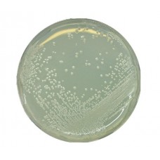 AGAR BAT MEDIUM MERCK (EMB 500 GR)