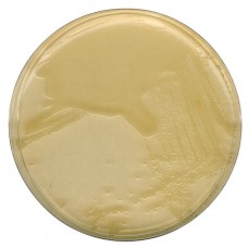 LB AGAR (MILLER) MERCK - EMB 500G