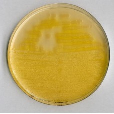 AGAR F PARA PSEUDOMONAS 500GR MERCK