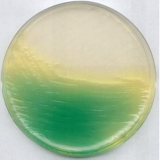 KING AGAR BASE 500GR MERCK