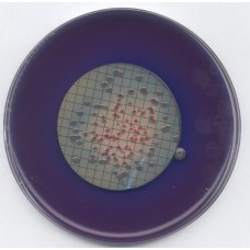 AGAR M FC MERCK (500 GR)