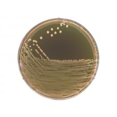 M 17 AGAR SEG. TERZAGHI 500GR MERCK