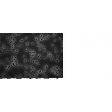 MEMBRANA FILTRAÇÃO POLICARBONATO ISOPORE DIAM. 37mm PORO 0,8um (CX) MILLIPORE MEMBRANA FILTRAÇÃO POLICARBONATO ISOPORE DIAM. 37mm PORO 0,8um (CX) MILLIPORE