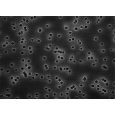 MEMB. FILTRANTE POLICARBONATO ISOPORE DIAM. 13mm PORO 0,4um HIDROF. MILLIPORE (CX/100 UND) MEMB. FILTRANTE POLICARBONATO ISOPORE DIAM. 13mm PORO 0,4um HIDROF. MILLIPORE (CX/100 UND)