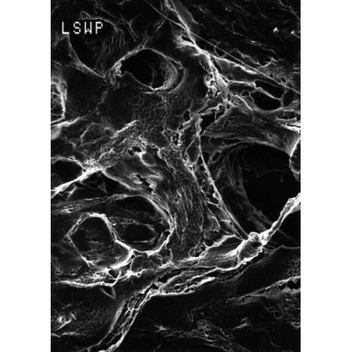 MEMBRANA FILTRAÇÃO PTFE MITEX LS DIAM. 13mm PORO 5um BRANCA LISA, SEM SUPORTE EM PE (CX C/100) MILLIPORE MEMBRANA FILTRAÇÃO PTFE MITEX LS DIAM. 13mm PORO 5um BRANCA LISA, SEM SUPORTE EM PE (CX C/100) MILLIPORE