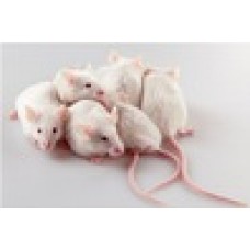 MEIO DE CULTURA EMBRIOMAX KSOM 1/2 AMINOAC GLUCOSE W/O BSA TEMPERATURA TRANSPORTE E ARMAZENAMENTO -20C 50ML (UND) MILLIPORE