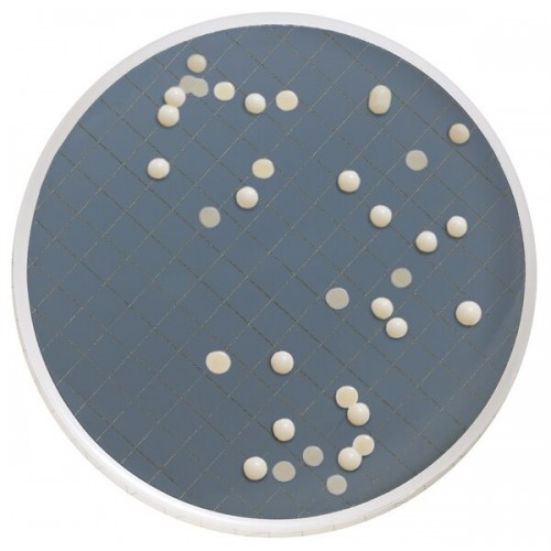 MILLIFLEX CASSETE DE INCUBAÇÃO PRÉ-ENVASADO C/ MEIO SABOURAUD DEXTROSE AGAR MILLIPORE (48 UND) MILLIFLEX CASSETE DE INCUBAÇÃO PRÉ-ENVASADO C/ MEIO SABOURAUD DEXTROSE AGAR MILLIPORE (48 UND)