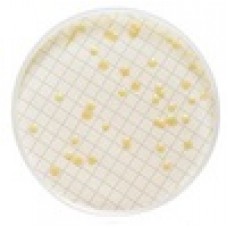 MILLIFLEX MEIO TRYPTIC SOY AGAR CONTAGEM TOTAL HETEROTROFICOS CONF. USP/EP VALIDADE MINIMA: 3 MESES (CX) MILLIPORE