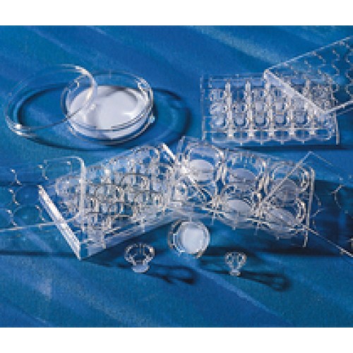 PLACA TRANSWELL PC 12mm, 3.0um, TCT, S, (EMB COM 48 INSERTOS) CORNING PLACA TRANSWELL PC 12mm, 3.0um, TCT, S, (EMB COM 48 INSERTOS) CORNING