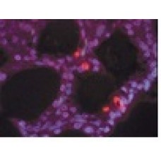 ENZIMA TDT KIT APOPTAG TEMP TRANSP ARMAZ-20C 300UL (UND) MILLIPORE